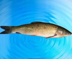 Рыба белый амур: костлявая или нет, вред и польза