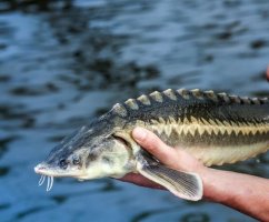 Разведение рыбы бестер — гибрид стерляди и белуги