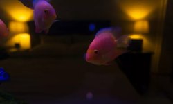 Нужен ли аквариумным рыбкам свет ночью или полная темнота?