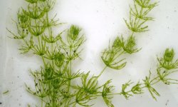 Зеленые водоросли: список основных видов и описание