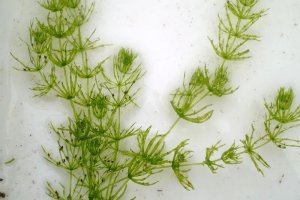 Зеленые водоросли: список основных видов и описание
