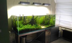 Нужен ли рыбкам постоянный свет в аквариуме?