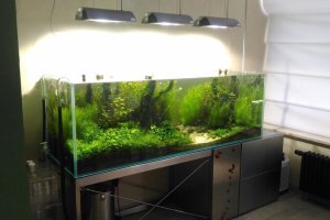 Нужен ли рыбкам постоянный свет в аквариуме?
