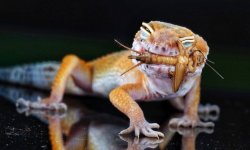 Чем питаются ящерицы в природе и домашних условиях
