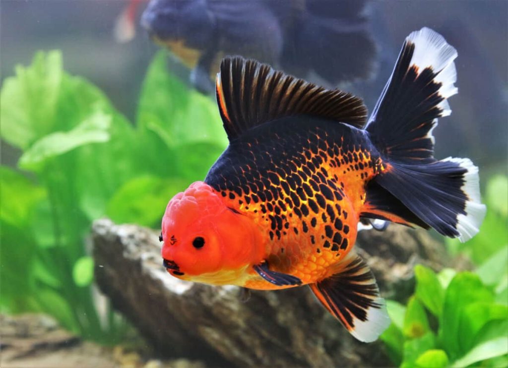 Золотая рыбка с болезнью черной пятнистости